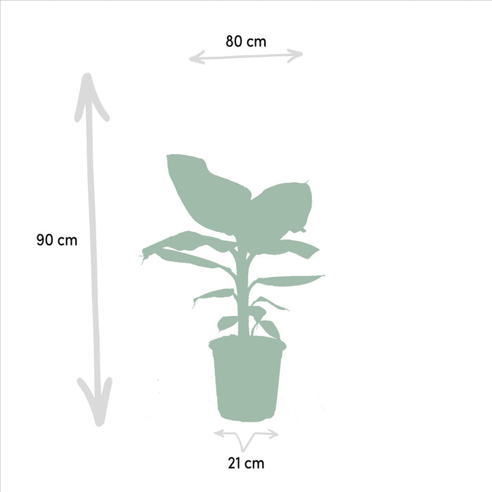 Box Monstera Deliciosa, Alocasia Zebrina, Strelitzia Nicolai, Banana Musa - Sæt Med 4 Planter