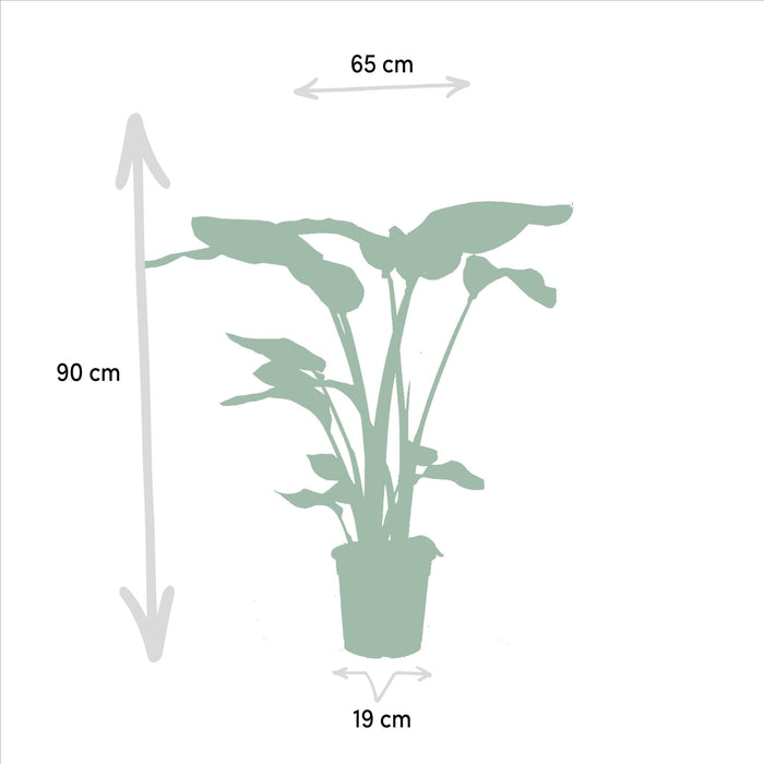 Box Monstera Deliciosa, Alocasia Zebrina, Strelitzia Nicolai, Banana Musa - Sæt Med 4 Planter