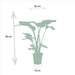 Box Monstera Deliciosa, Alocasia Zebrina, Strelitzia Nicolai, Banana Musa - Sæt Med 4 Planter