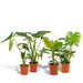 Box Monstera Deliciosa, Alocasia Zebrina, Strelitzia Nicolai, Banana Musa - Sæt Med 4 Planter