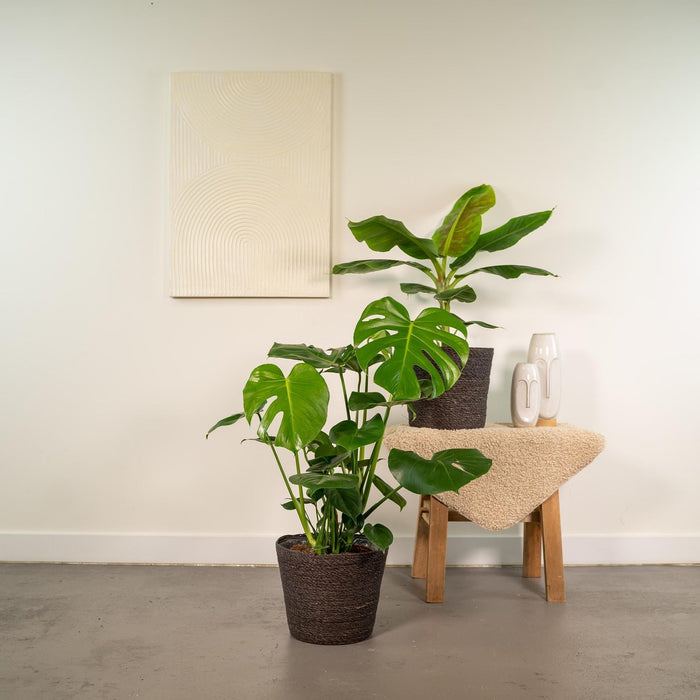 Monstera Deliciosa Æske, Musa Banantræ Og Dets Kurve - Sæt Med 2 Planter