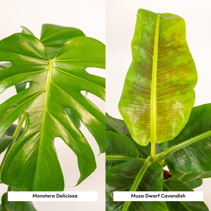 Monstera Deliciosa Æske, Musa Banantræ Og Dets Kurve - Sæt Med 2 Planter