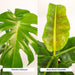Monstera Deliciosa Æske, Musa Banantræ Og Dets Kurve - Sæt Med 2 Planter