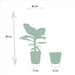 Monstera Deliciosa Æske, Musa Banantræ Og Dets Kurve - Sæt Med 2 Planter