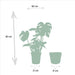 Monstera Deliciosa Æske, Musa Banantræ Og Dets Kurve - Sæt Med 2 Planter