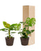 Monstera Deliciosa Æske, Musa Banantræ Og Dets Kurve - Sæt Med 2 Planter