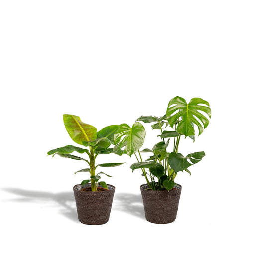 Monstera Deliciosa Æske, Musa Banantræ Og Dets Kurve - Sæt Med 2 Planter