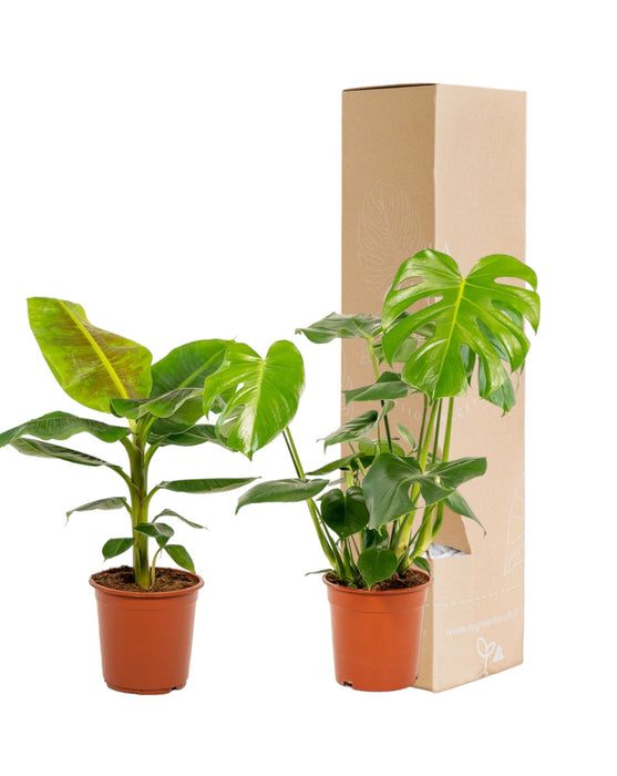 Monstera Deliciosa Æske, Musa Banantræ - Sæt Med 2 Planter