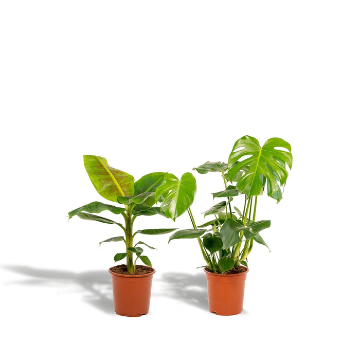 Monstera Deliciosa Æske, Musa Banantræ - Sæt Med 2 Planter