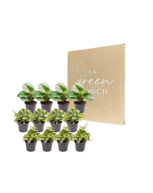 Peperomia Box - Sæt Med 12 Planter