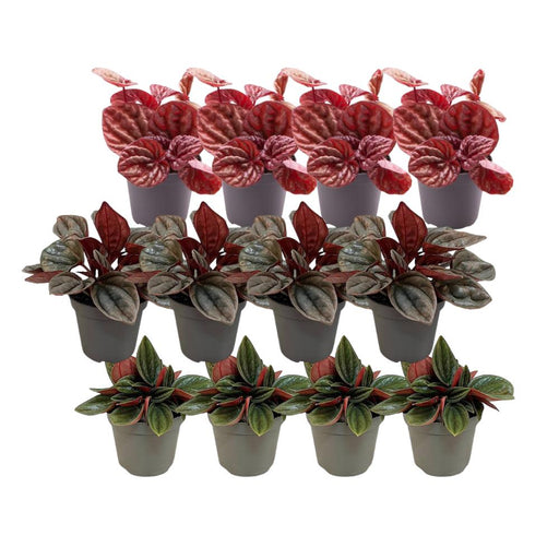 Peperomia Box - Sæt Med 12 Planter