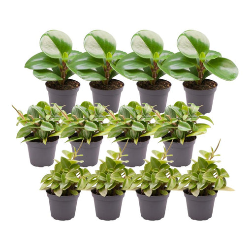 Peperomia Box - Sæt Med 12 Planter