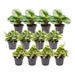 Peperomia Box - Sæt Med 12 Planter