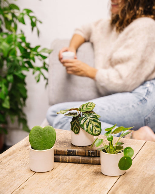 Perfekt Plantegaveæske - Baby Plant Trio