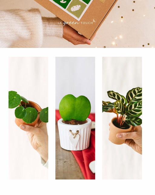 Perfekt Plantegaveæske - Baby Plant Trio
