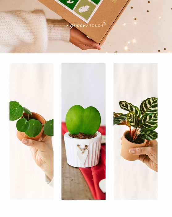 Perfekt Plantegaveæske - Baby Plant Trio