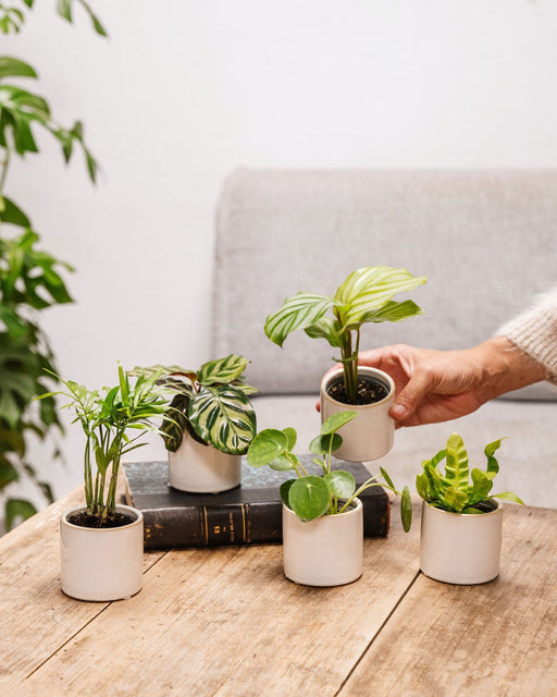 Kæledyrsvenlig Æske - 5 Babyplanter