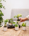 Kæledyrsvenlig Æske - 5 Babyplanter
