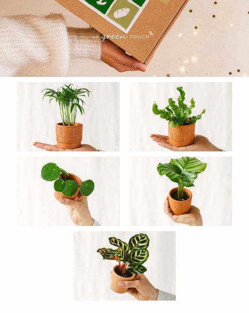 Kæledyrsvenlig Æske - 5 Babyplanter