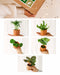 Kæledyrsvenlig Æske - 5 Babyplanter