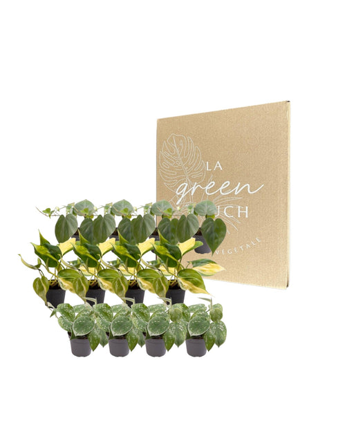 Philodendron Scandens Box - Parti Med 12 Planter