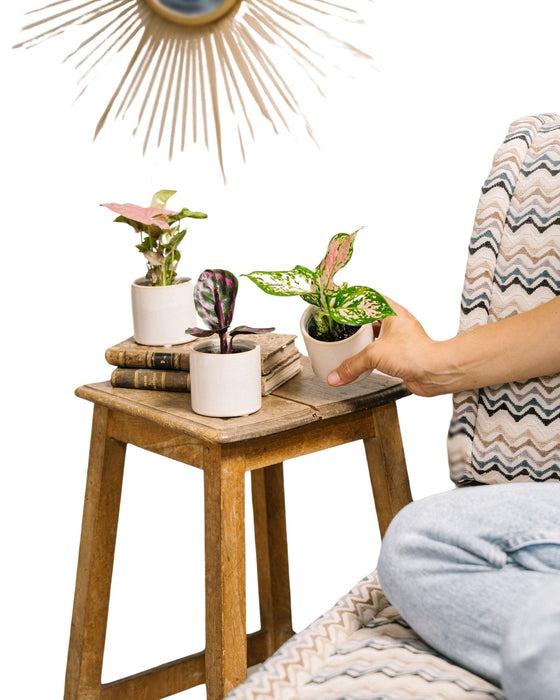 Pink Is The New Green Box - Baby Plants Trio