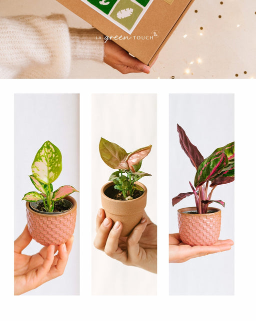 Pink Is The New Green Box - Baby Plants Trio