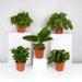 Box - Overrask Indendørs Planter