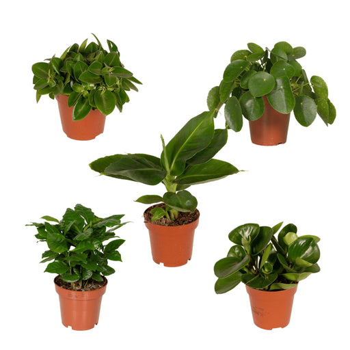 Box - Overrask Indendørs Planter