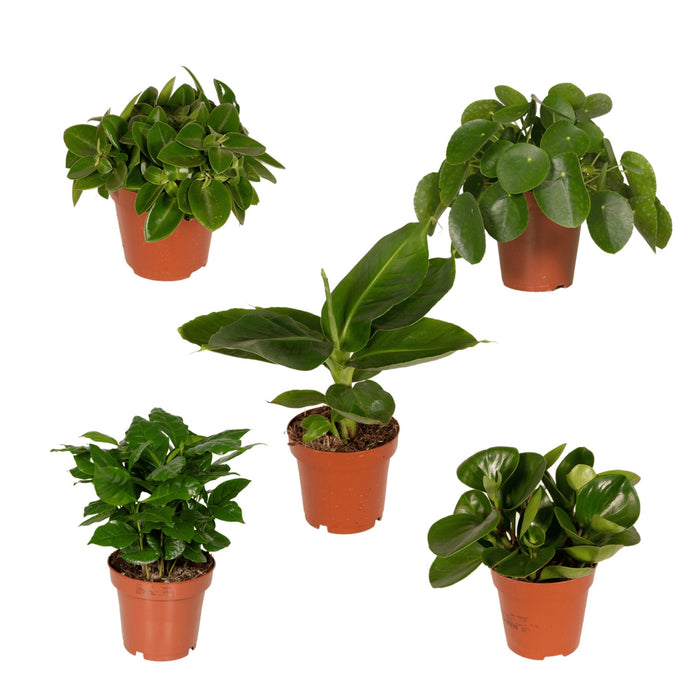 Box - Overrask Indendørs Planter