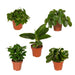 Box - Overrask Indendørs Planter
