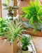 Kasse Med Forurenende Planter