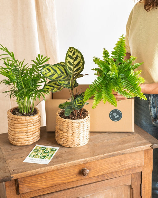 Kasse Med Forurenende Planter