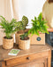 Kasse Med Forurenende Planter
