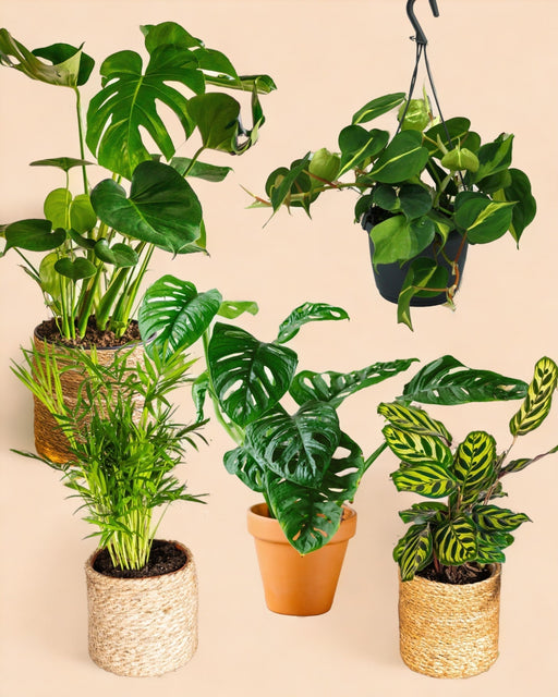 Jungle Fever Plantekasse