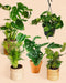 Jungle Fever Plantekasse