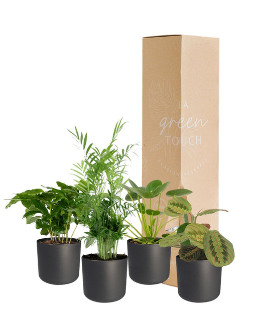 Kæledyrsvenlig Plantekasse - Sæt Med 4 Planter