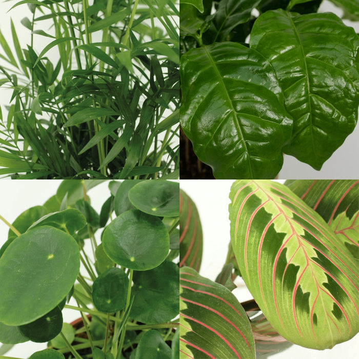 Kæledyrsvenlig Plantekasse - Sæt Med 4 Planter