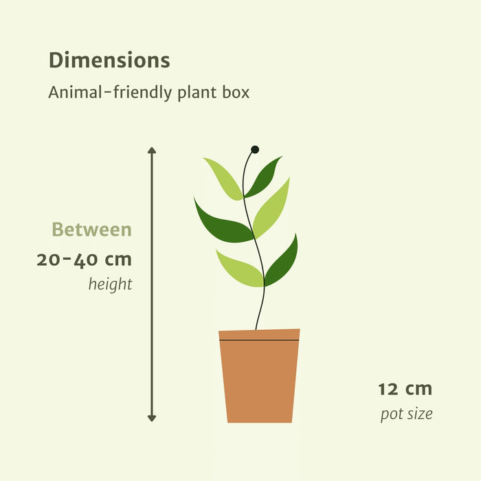 Kæledyrsvenlig Plantekasse - Sæt Med 4 Planter