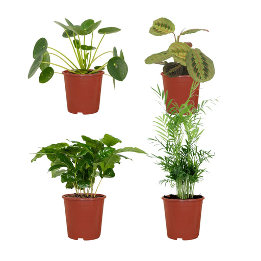 Kæledyrsvenlig Plantekasse - Sæt Med 4 Planter