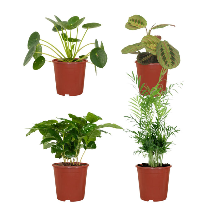 Kæledyrsvenlig Plantekasse - Sæt Med 4 Planter