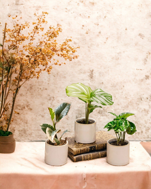 Planty Office Box - Trio Af Babyplanter