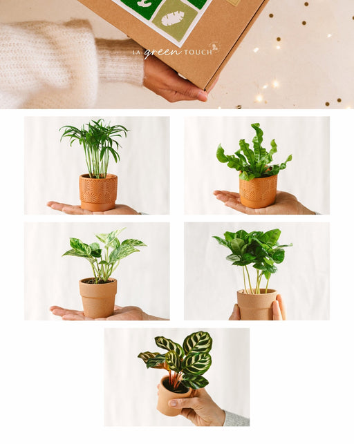 Rensekasse - 5 Babyplanter