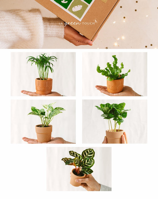 Rensekasse - 5 Babyplanter