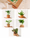 Rensekasse - 5 Babyplanter