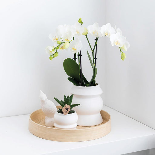 Rhipsalis Æske Og Dens Pulverlyserøde Keramiske Plantepotter - Sæt Med 3 Planter, Ø9 Cm