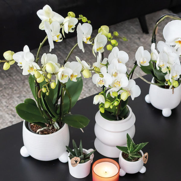 Rhipsalis Æske Og Dens Pulverlyserøde Keramiske Plantepotter - Sæt Med 3 Planter, Ø9 Cm