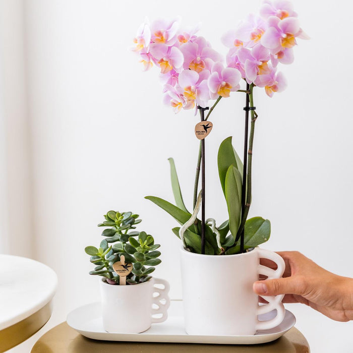 Rhipsalis Æske Og Dens Pulverlyserøde Keramiske Plantepotter - Sæt Med 3 Planter, Ø9 Cm