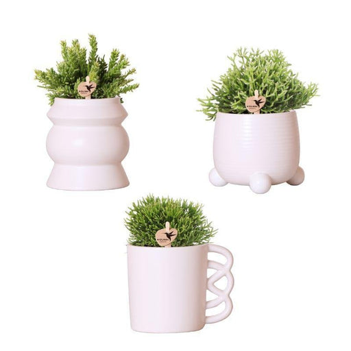 Rhipsalis Æske Og Dens Pulverlyserøde Keramiske Plantepotter - Sæt Med 3 Planter, Ø9 Cm