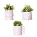 Rhipsalis Æske Og Dens Pulverlyserøde Keramiske Plantepotter - Sæt Med 3 Planter, Ø9 Cm
